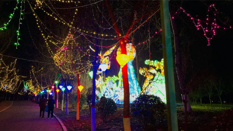 焦作森林动物园灯展图片