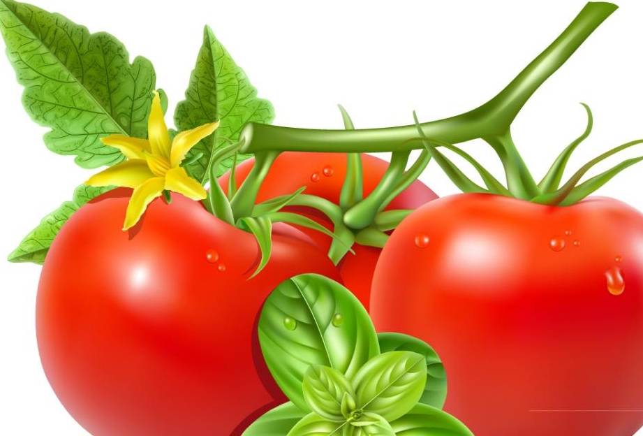 西红柿中的茄红素可以降低热量摄取,减少脂肪积累,并补充多种维生素