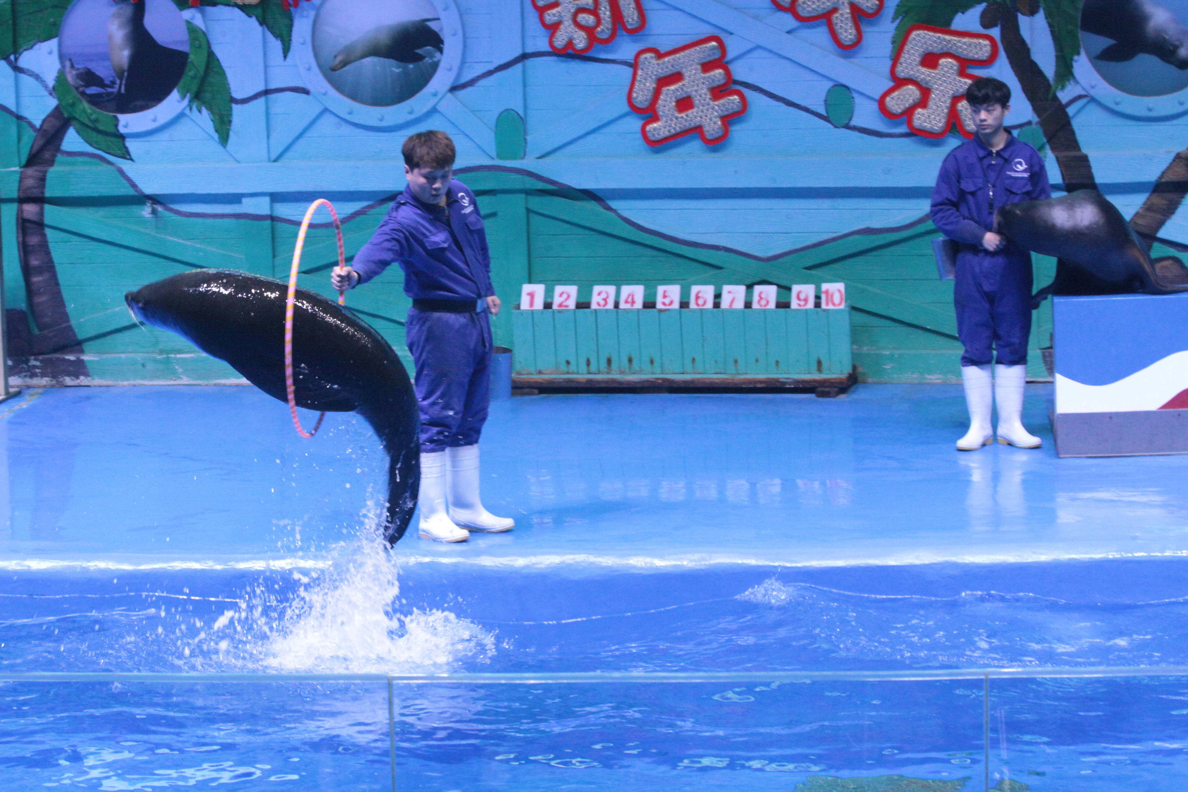 祖孙三代同游动物园欣赏海豚海狮美人鱼表演摄影纪实