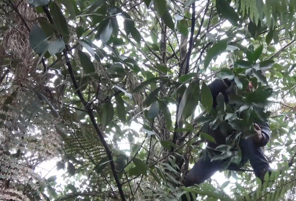 冬天下雨打霜之后,山上的竹节果就全部成熟了,赶紧摘