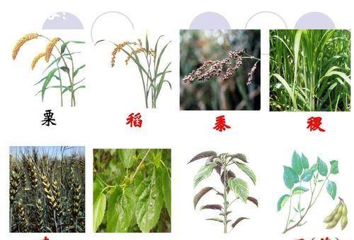 透过古代粮食短缺,看一看袁隆平教授的贡献,究竟有?