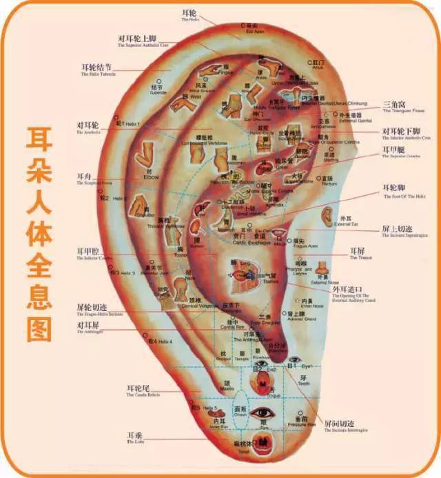 肾开窍于耳 耳朵好的人真能长寿