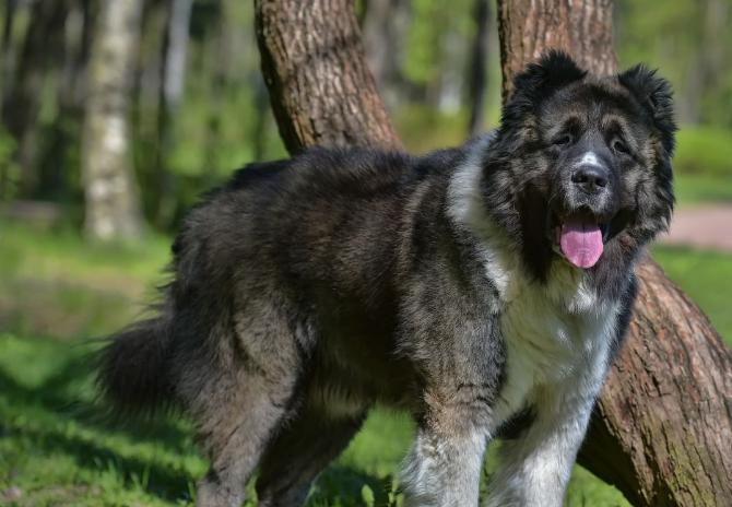巴基斯坦生产一种世界顶级斗犬,它就是库达犬,唯一