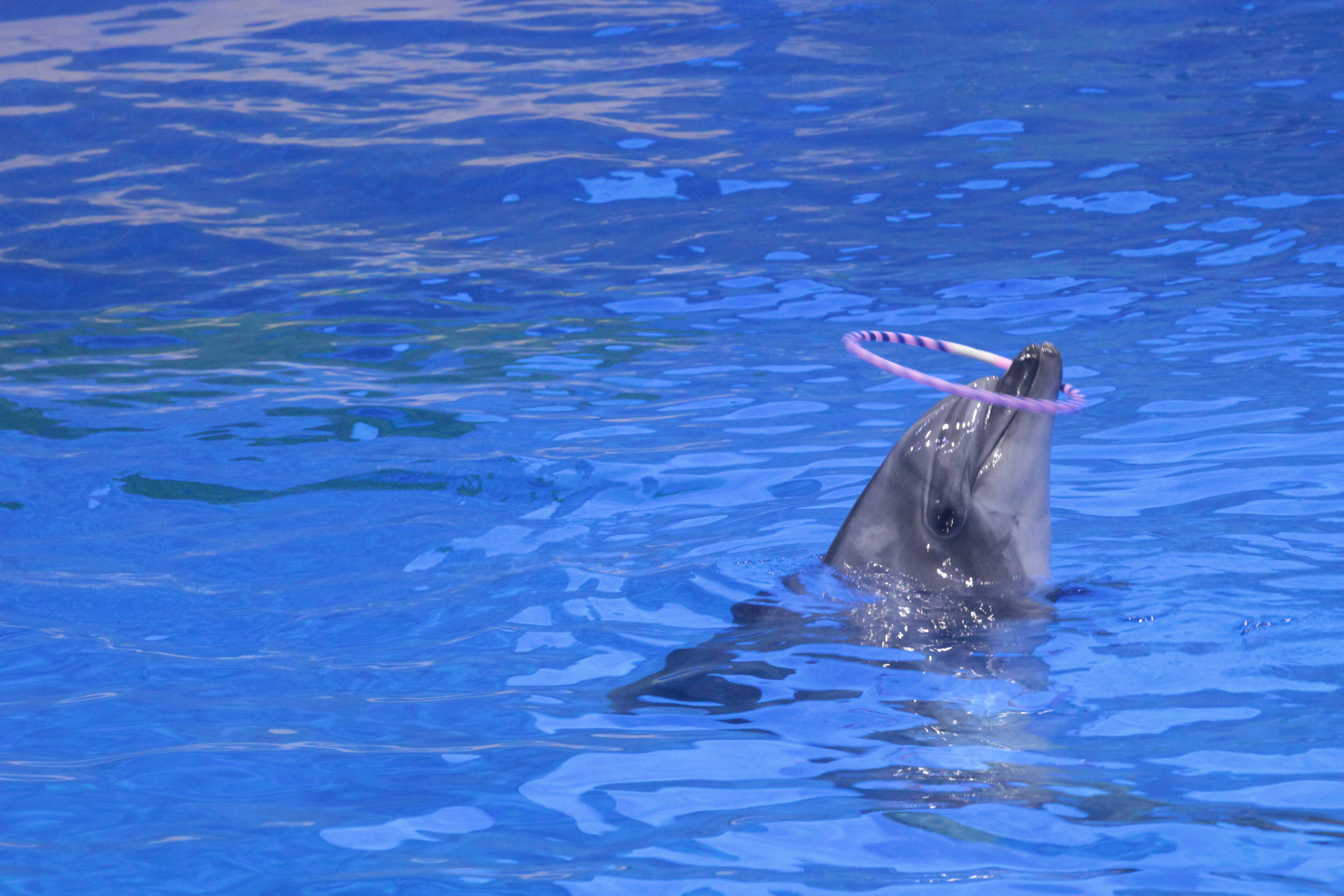 祖孙三代同游动物园欣赏海豚海狮美人鱼表演摄影纪实