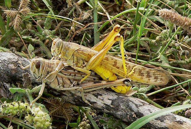 还记得当初的千亿只蝗虫吗?它们现在去哪儿了?