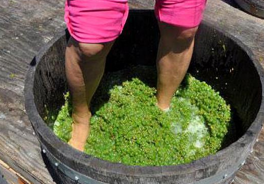 葡萄_工人_带着