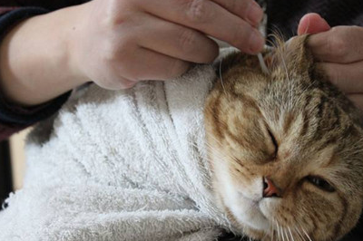 养宠经验:净梵猫的耳螨一直挠,猫咪的耳螨都会挠吗
