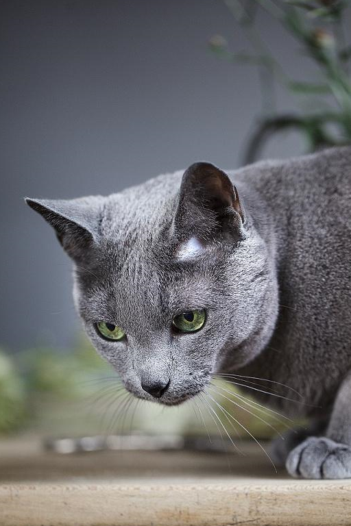 俄罗斯蓝猫有短毛种之贵族和东之精灵的美誉.