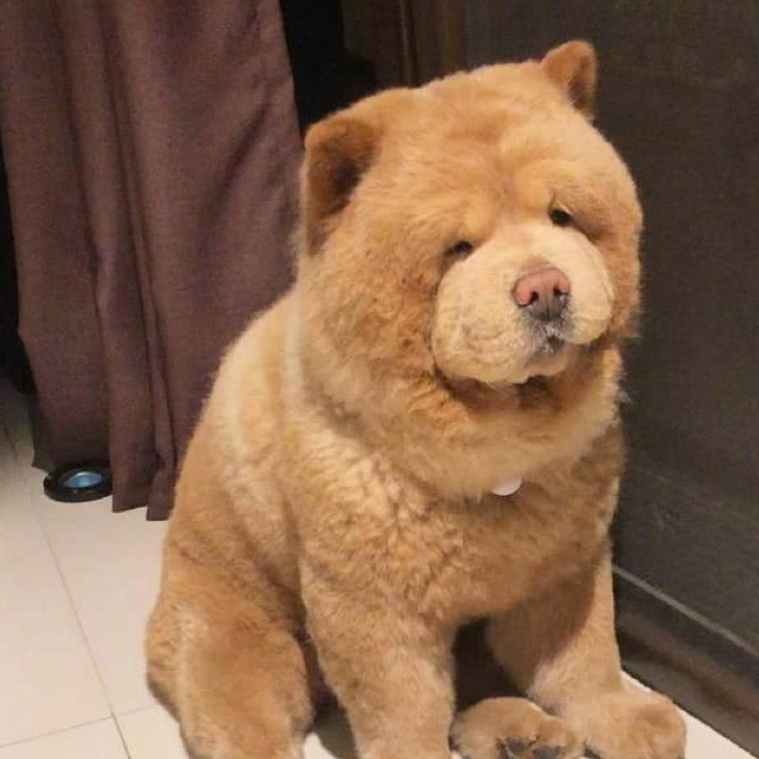 这只差点死在宠物店的松狮宝宝,被领养回家之后,变成