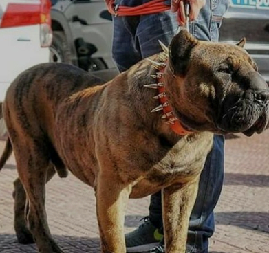 遇到这4种犬,"跑"是大忌,尤其遇到它,一定要低头溜走