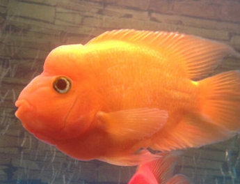 如何饲养鹦鹉鱼?饲养鹦鹉鱼的8种