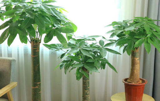 家门口种什么植物风水好又旺财_家庭_种植_寓意