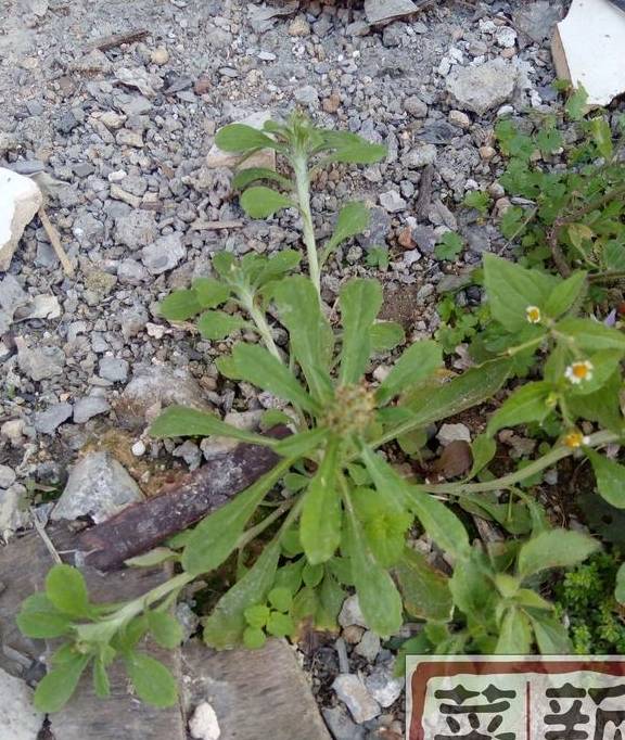 这种野草究竟有什么神奇之处,竟成为潮汕人过年粿品的主角_馅料_美食