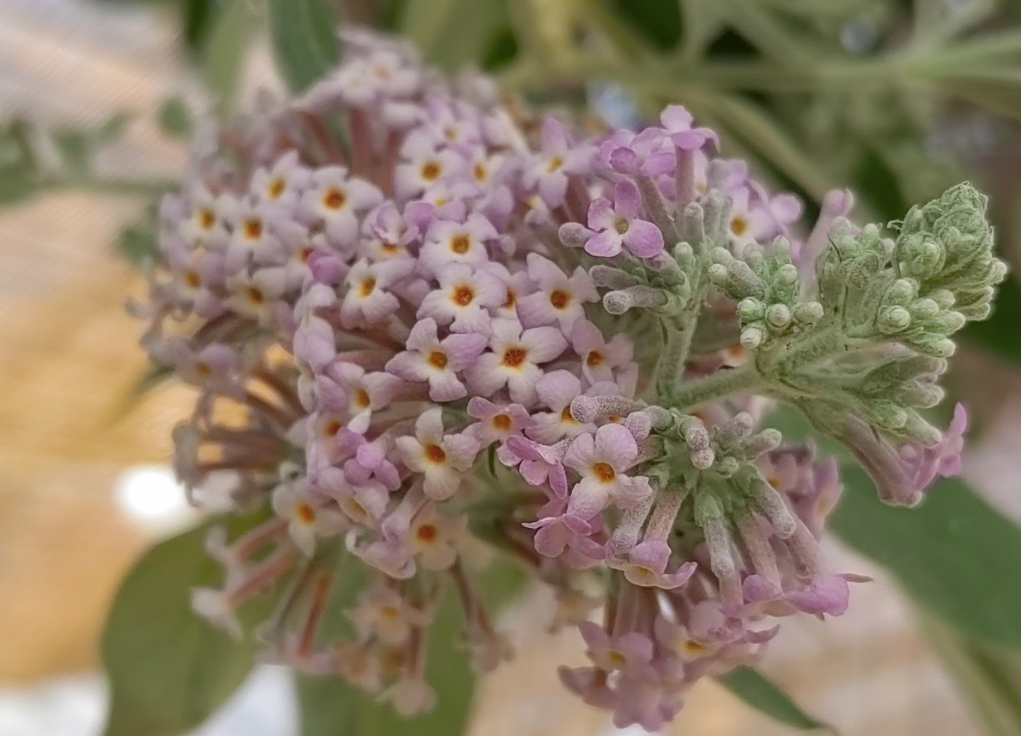 烦君远寄密蒙花_https_html_cn