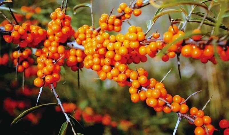 越吃子宫越干净的水果,如何选择可以帮助清理子宫的?