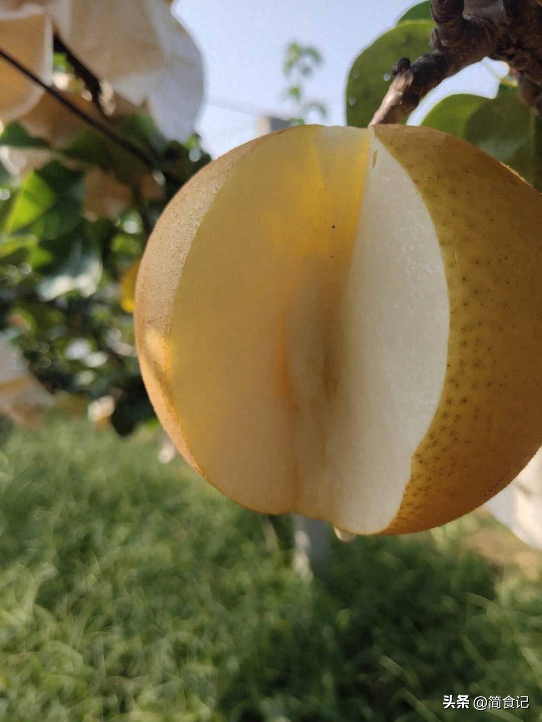 9:河北魏县鸭梨,魏县鸭梨的果皮薄,果肉细嫩,味甜多汁,曾被授予"罕北