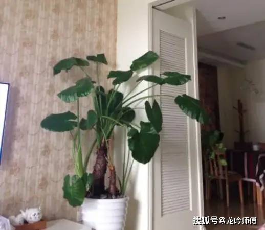 龙吟师傅:客厅的植物选择和摆放要注意哪些风水?_绿色