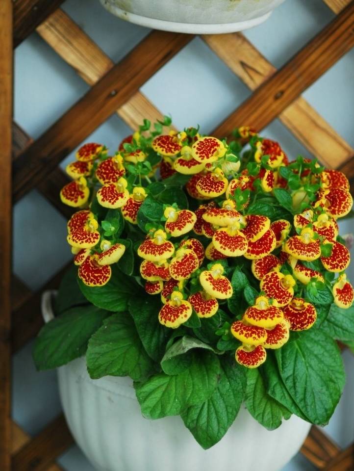 这种新型观赏花卉,花型奇特似荷包,漂亮又好养,是盆栽观赏佳品