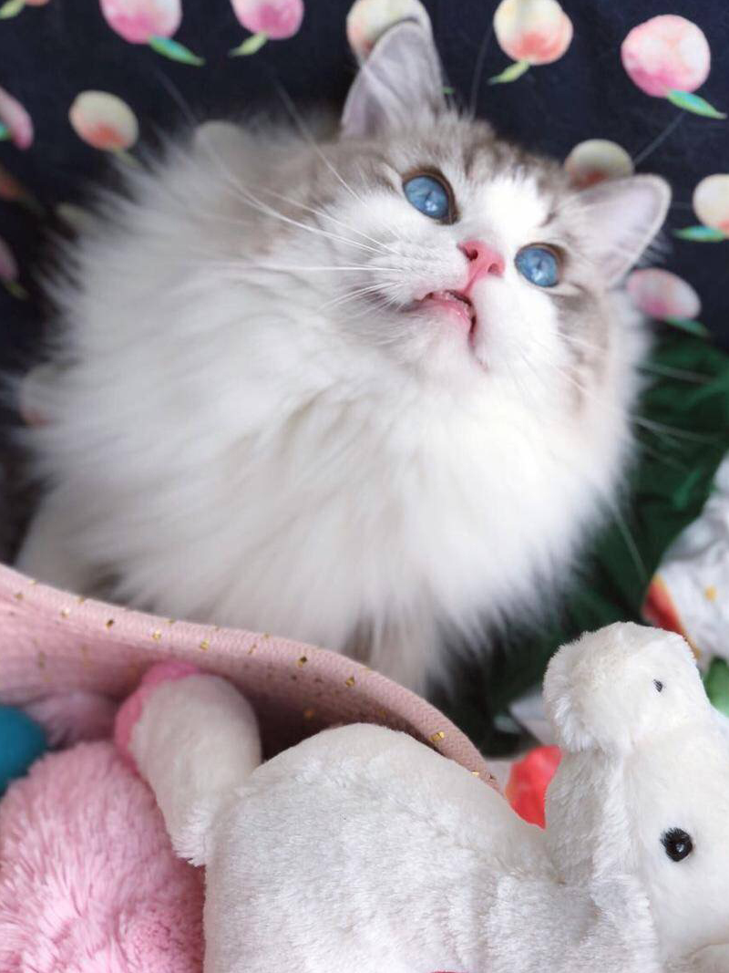 晒一晒你家的猫vs别人家的猫!为什么会这样?