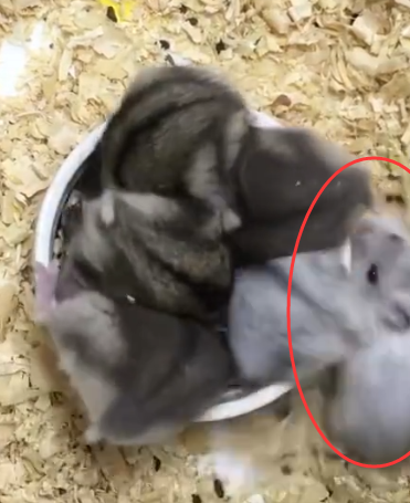 6只仓鼠一个饭碗,有一只仓鼠吃不到饭,它的"表演"萌化了!