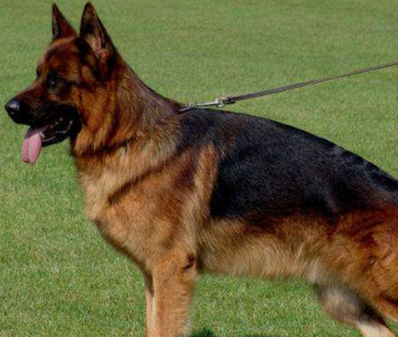 第三是蝴蝶犬(忠诚指数10颗星),因为耳朵上的长毛直立,像翩翩起舞的