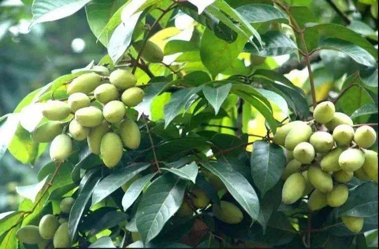 茶俗里的中国年_橄榄_广东_元宝