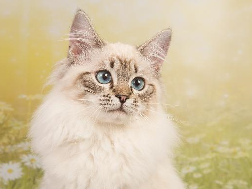 布偶猫身上究竟有什么魅力?为何喜欢它的人那么多_猫咪_野猫_女士