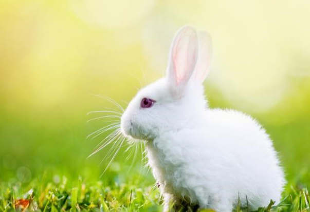 中国和国外的兔子,竟然有这么多不同,一起来了解一下_毛色_黑色_白色