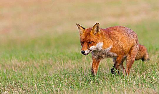 "猎狐大战"中的悲催英国狐狸,被抓36次太憋屈了_贵族_世纪_打猎