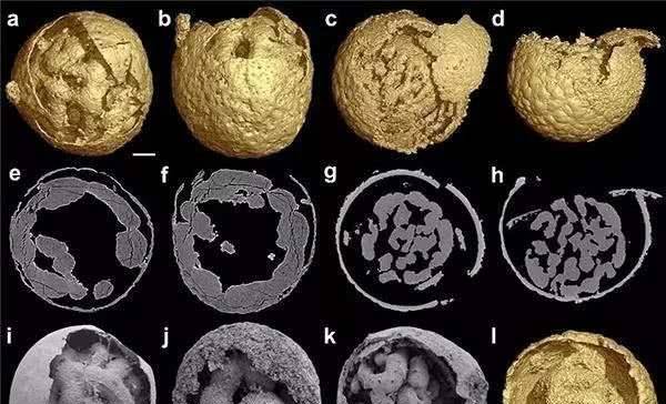 贵州考古发现"奇特"化石,揭开谜团_细胞_动物_工人