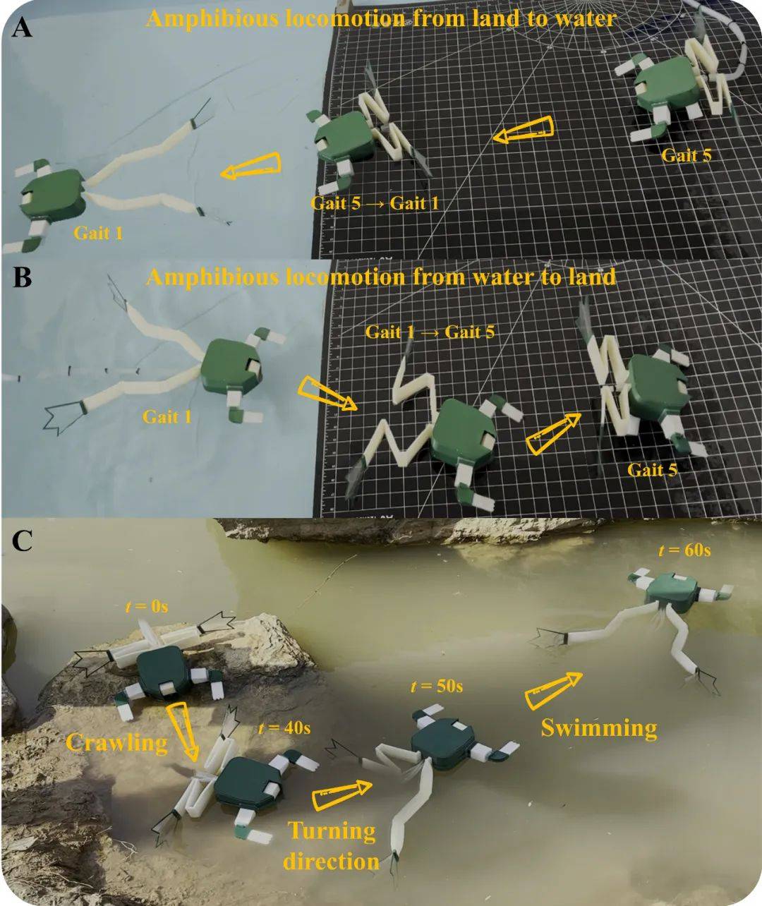 既能青蛙式游泳,又能弹涂鱼式爬行的软体机器人_运动_研究_设计