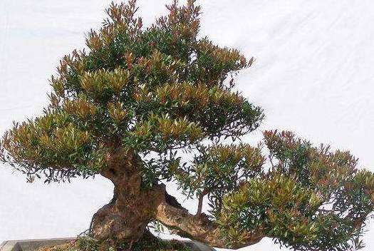 赤楠盆景的养护方法以及技巧_工作_进行_建议