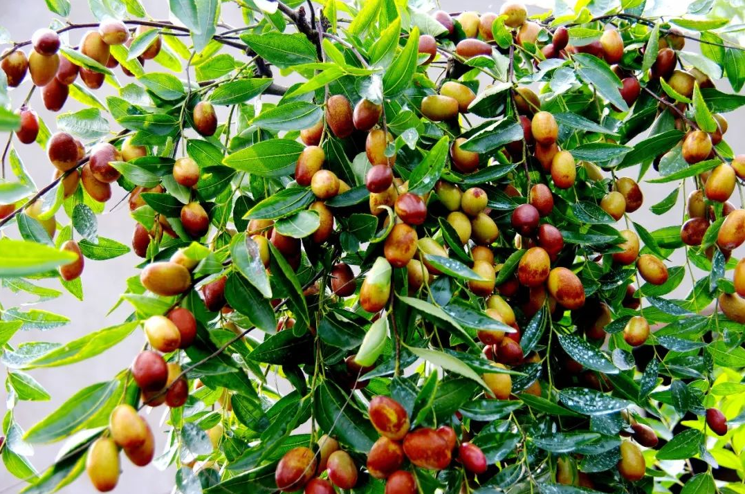 一日三颗枣,终身不显老",那么我国哪里的红枣最好吃呢_中国_若羌_交城