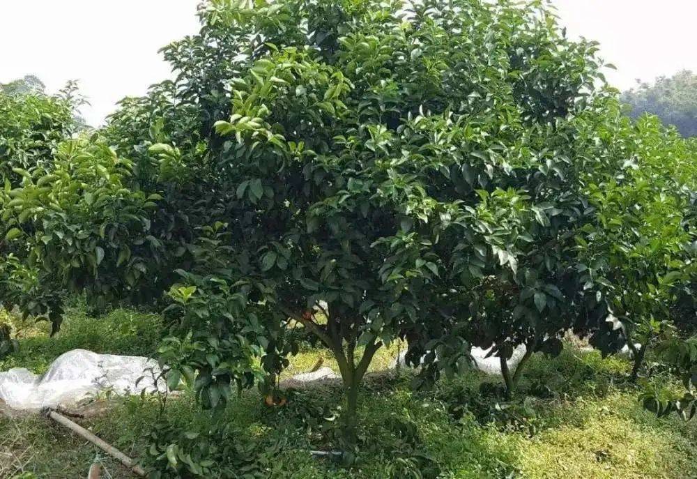 怎么防治?_红蜘蛛_溃疡病_用药