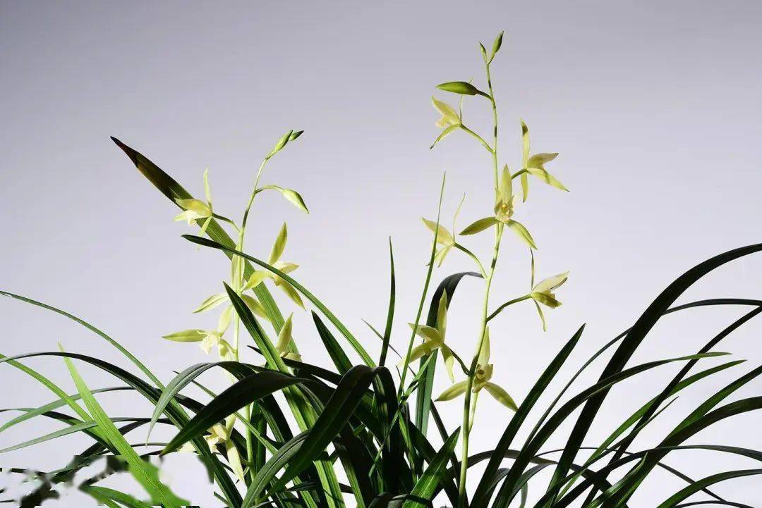 新年好兆头!寓意「招财纳福」,请收下这盆"兰花之乡"的年宵花._寒兰_