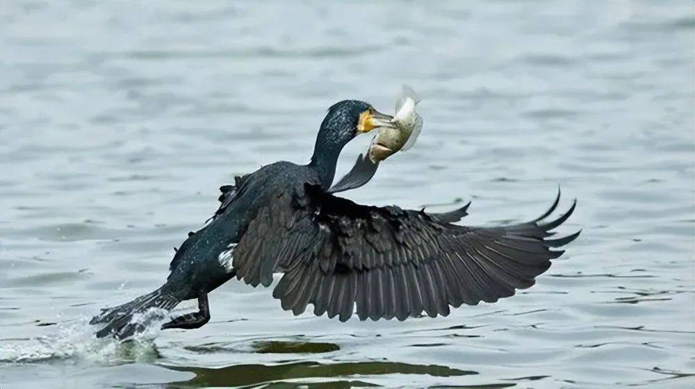 揭秘鸬鹚:为何禁止捕鱼?其危害有何不为人知?_水域_数量_技术