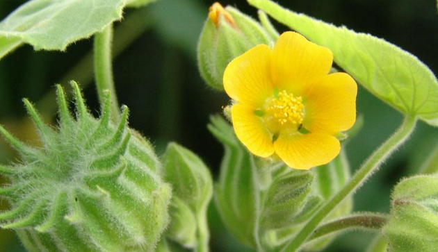 这种植物以前很常见,果实像"磨盘",还能入药治病,请珍惜