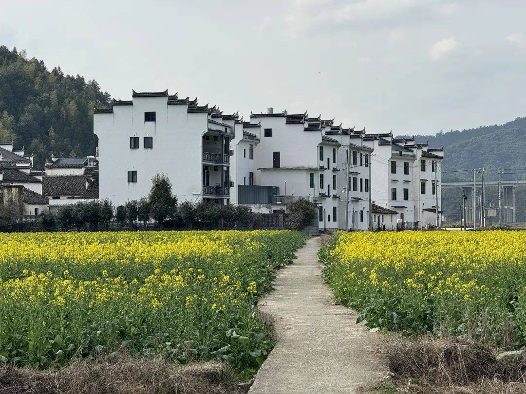 67花情播报丨油菜花开,婺源的春天已从严田开始_风景区_田园_天气
