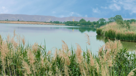 杨可的诗《在黄河湿地听大河儿女的回响》讴歌大河儿女守护黄河湿地的