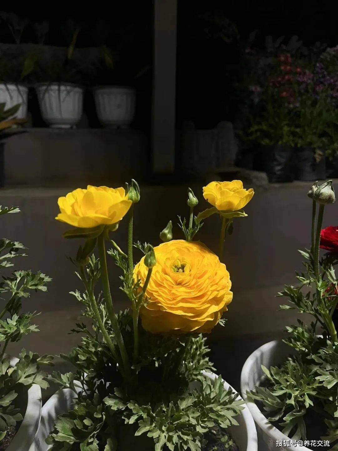 春季开花灿烂的盆栽花毛茛,可持续赏花4周以上_温度_天气_叶子和