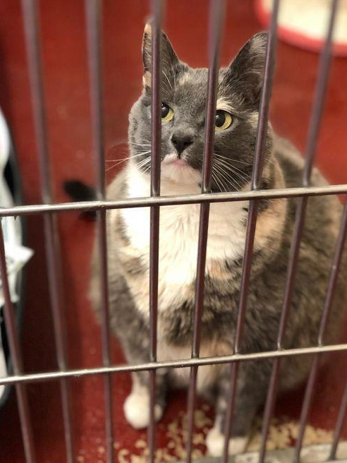 最易胖的才不是橘猫,有图有真相_mitzi_猫咪_生活