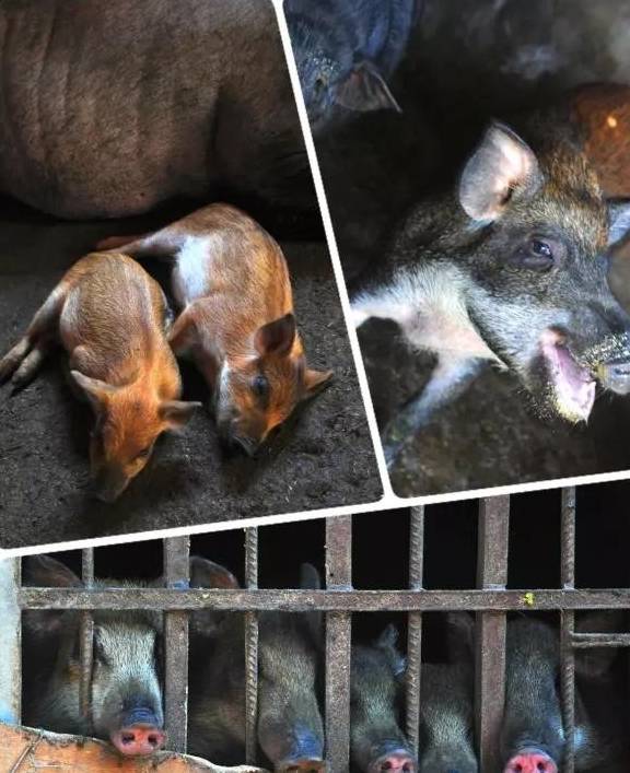 昆明出发40分钟车程,这里桃花似火,梨花似雪,还有可口野猪肉!