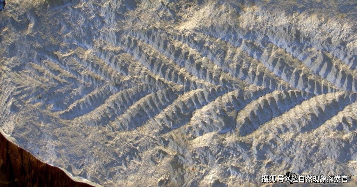 化石_动物_生物