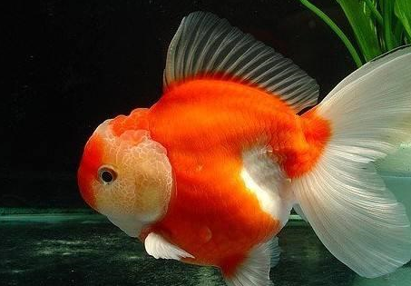 但是观赏鱼的品种那么多,为什么单单就是金鱼比较容易患上失漂症呢,而