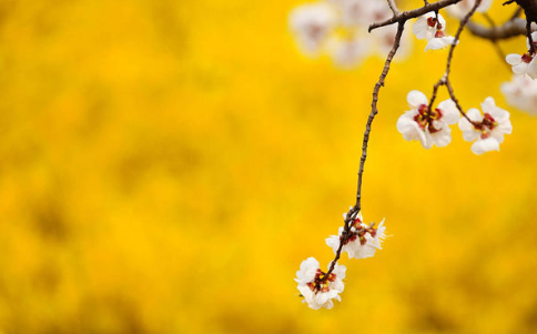 属虎的人,大灾难过去了.