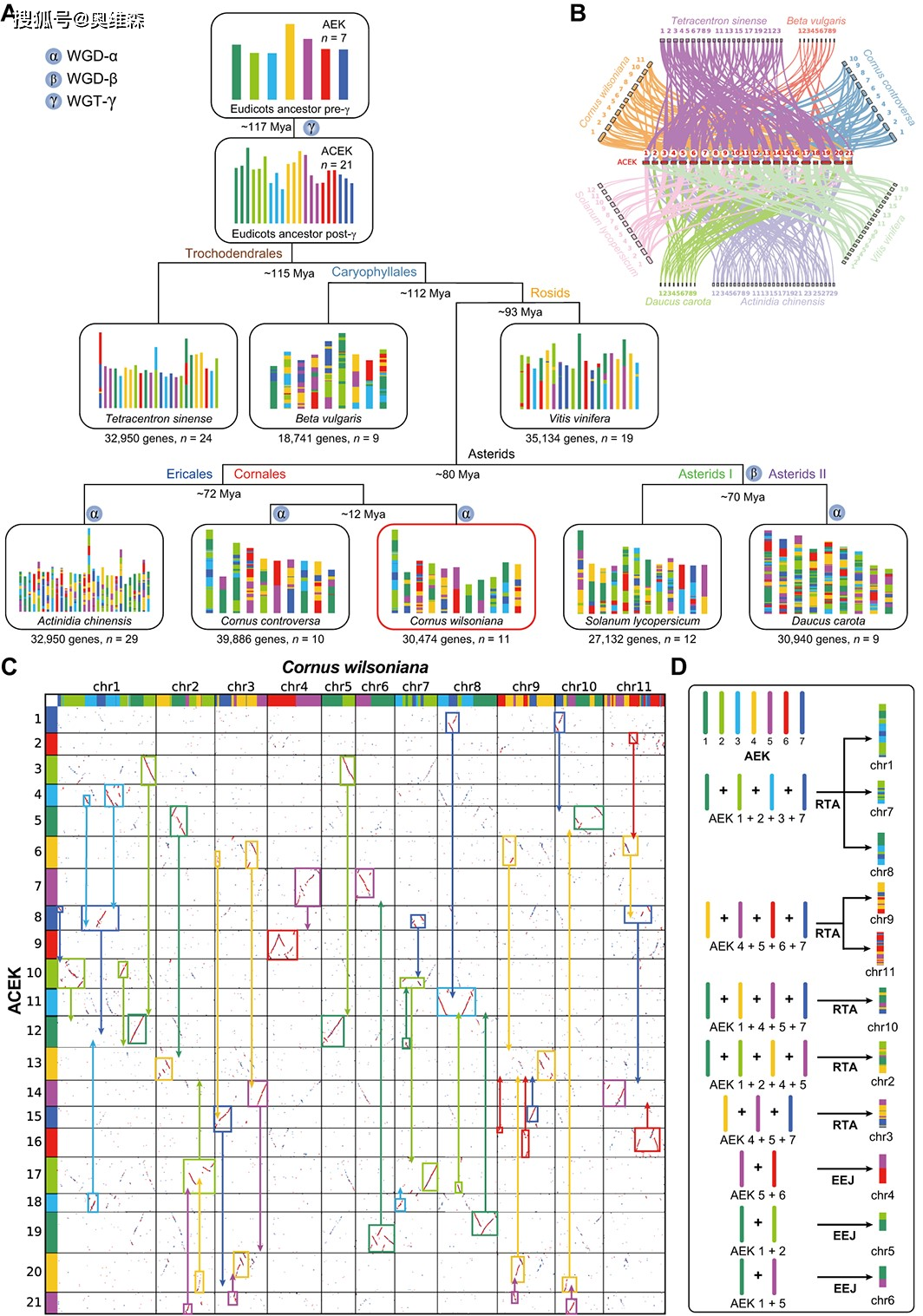 发现山茱萸与灯台树(cornus controversa)亲缘关系较近,它们都是山