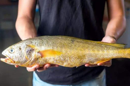 这道美食曾经被迪拜王子用来招待客人,单条价格高达十六万.