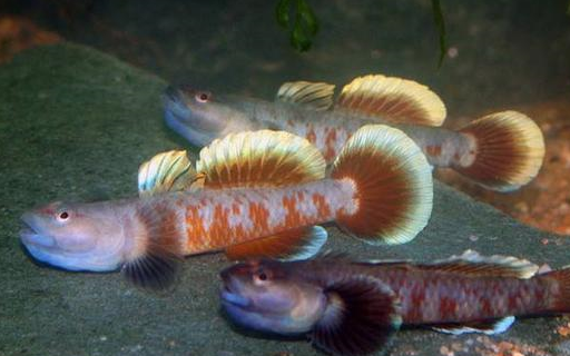 这种人人熟知的小型原生鱼,原来是要腹部朝天才能繁殖后代!