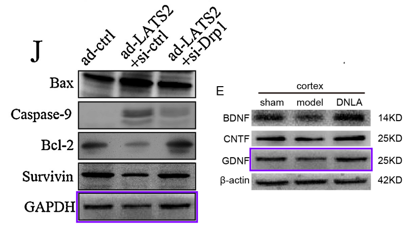 甘肃省人民医院放射科蔡宏懿论文图片伪造和通讯邮箱被