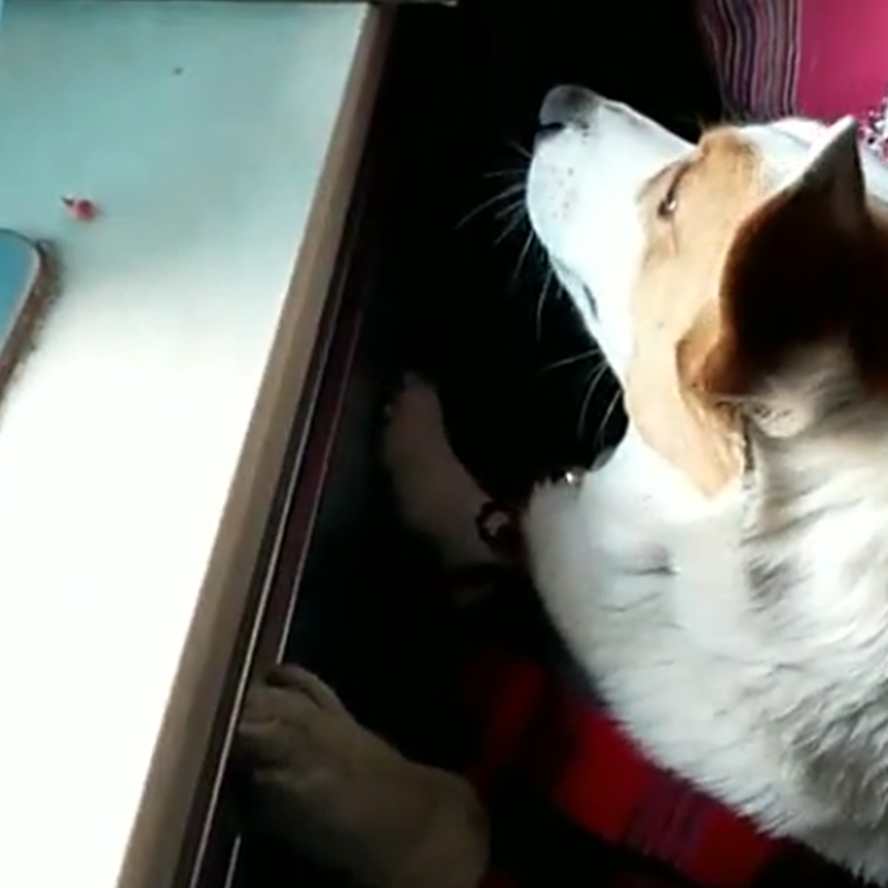 柯基在厨房舔肉渣,被主人发现后一顿训斥,狗子的举动亮了……_木子家